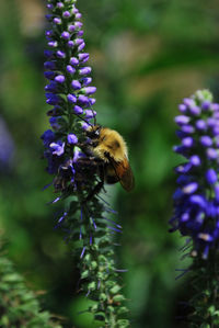 Close-up of bee on purple flower