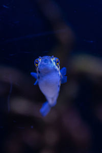 Fish swimming in sea