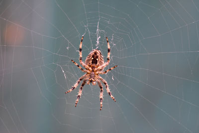 Close-up of spider on web