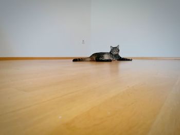 View of a cat sitting on wooden wall