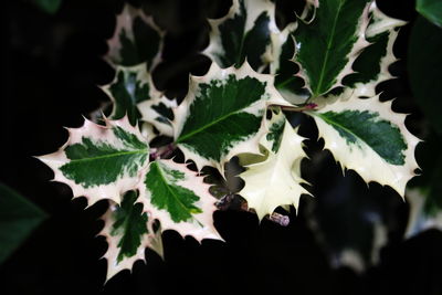 Close-up of leaves