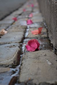 Close-up of pink rose on footpath