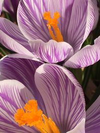 Close-up of purple flowers blooming outdoors