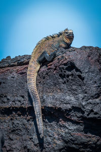 Marine iguana perched on volcanic black cliff