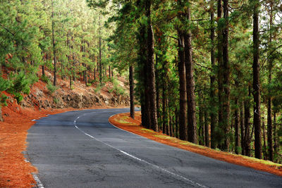 Country road amidst trees at el teide national park