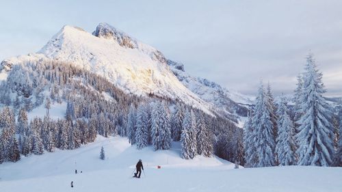 Snow covered trees on landscape