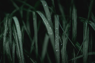 Close-up of wet grass during rainy season