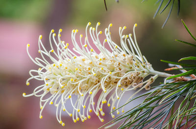Close-up of plant