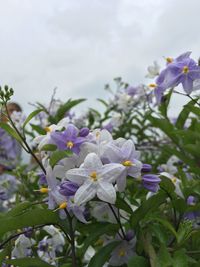 Close-up of purple flowers