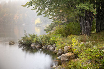 Scenic view of lake in forest