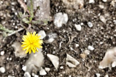 Close-up of yellow crocus blooming outdoors