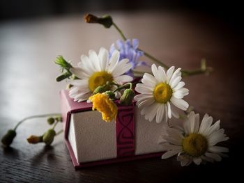 Close-up of purple daisy flowers on table