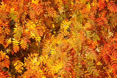 Full frame shot of yellow flowering plants