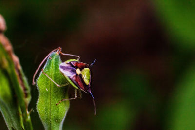 Close-up of insect on leaf