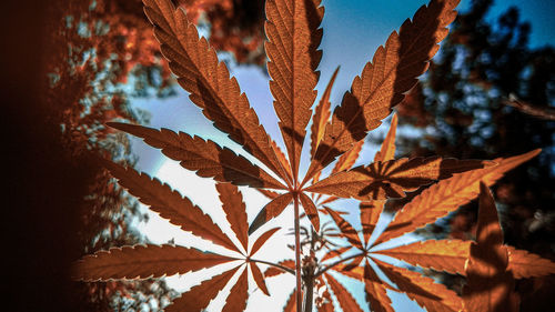 Close-up of leaves on plant