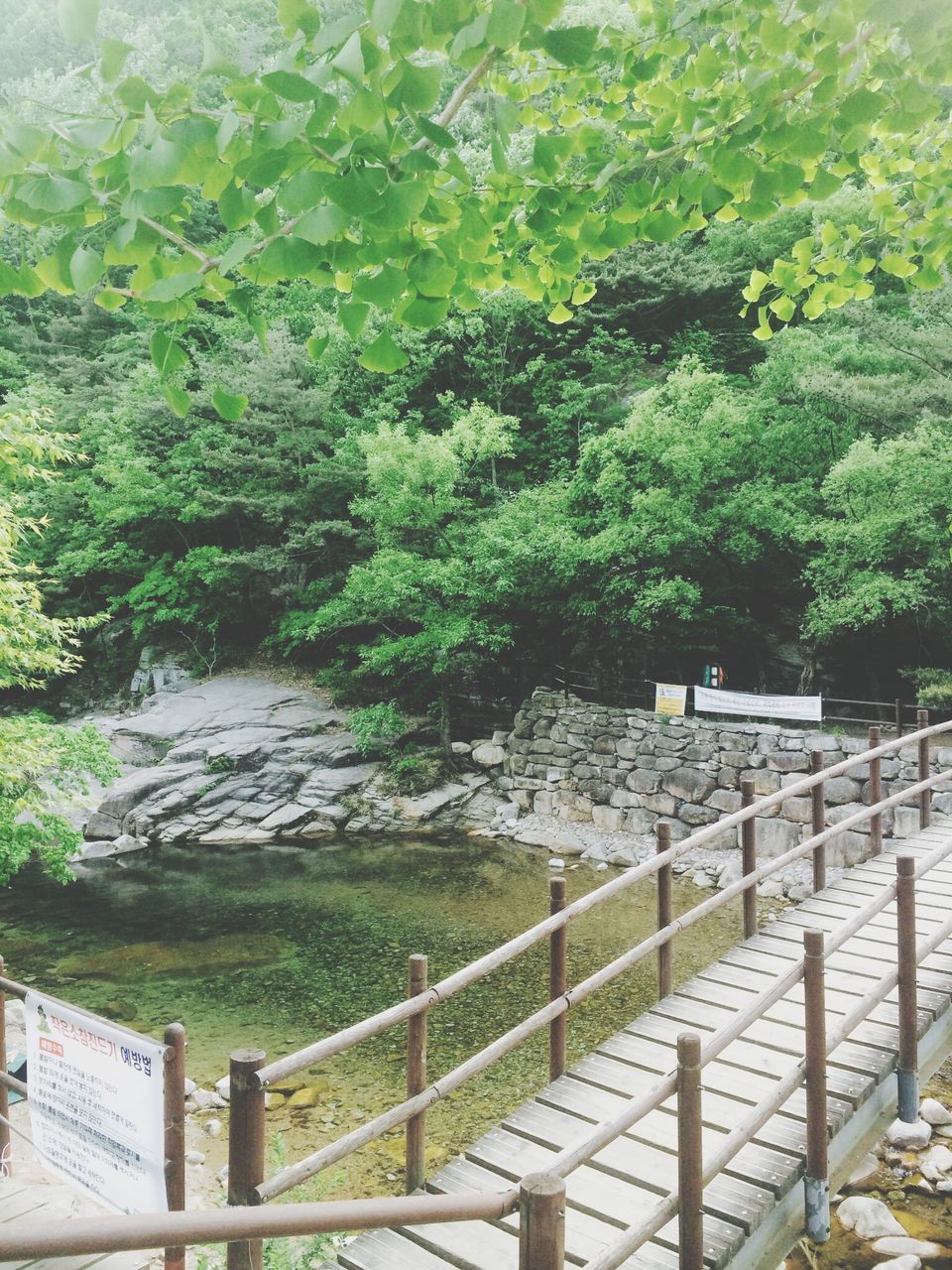 railing, fence, tree, tranquility, nature, beauty in nature, tranquil scene, growth, green color, scenics, water, plant, day, high angle view, grass, sunlight, outdoors, no people, park - man made space, built structure