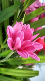 Close-up of pink flower