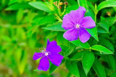 Close-up of pink flowering plant