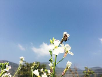 Bee pollinating on white flower against blue sky