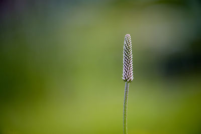 Close-up of a plant against blurred background