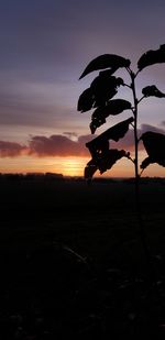 Silhouette tree on field against sky at sunset