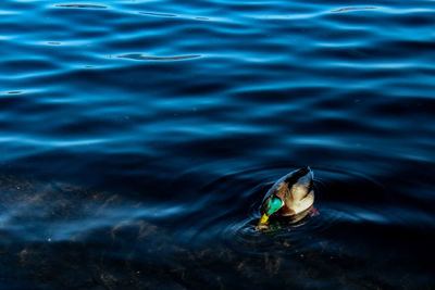 High angle view of duck swimming in lake