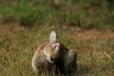 View of rabbit on field