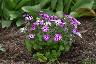 Close-up of pink flowering plants on field