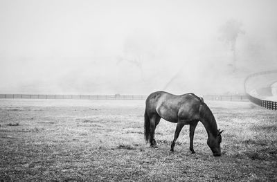 Horse standing in a field