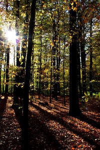 Trees in forest during autumn