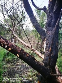 View of bare tree in forest