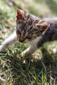 Close-up portrait of cat