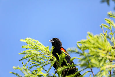 Male red-wing blackbird agelaius phoeniceus perches on the tall reeds and grass in a pond in naples