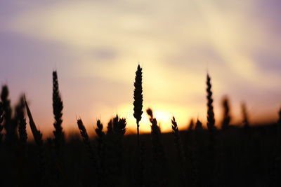 Close-up of silhouette plants against sky