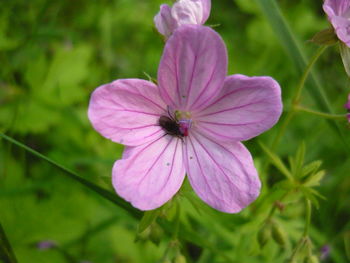 Close-up of insect on pink flower in park