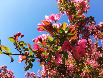 Low angle view of pink flowering plant against clear sky