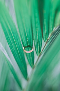 Close-up of dew drops on green leaves