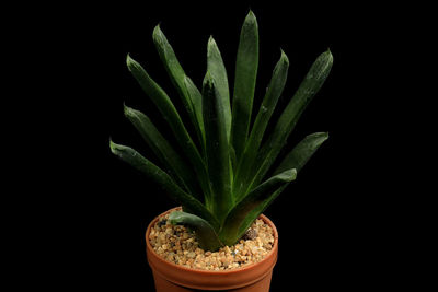 Close-up of potted plant against black background