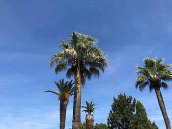 Low angle view of coconut palm trees against blue sky