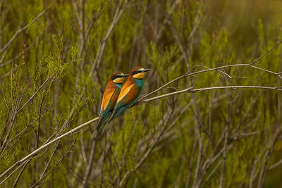 Bird perching on a branch