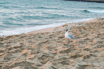 Seagull perching on a beach