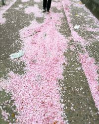 High angle view of pink rose on footpath in park