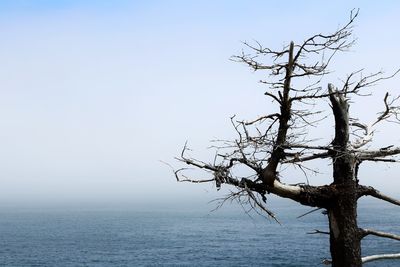 Bare tree by sea against clear sky