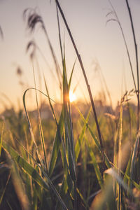 Close-up of stalks in field against sunset sky