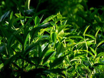 green