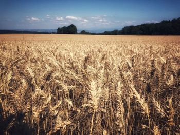 Scenic view of wheat field against sky