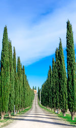 Panoramic view of road amidst trees against sky