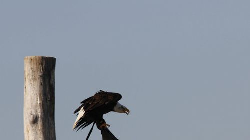 Low angle view of eagle perching on wooden post against clear sky