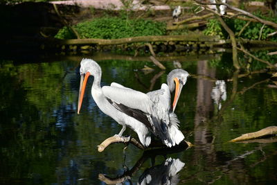 View of birds in lake