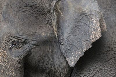 Full frame shot of elephant